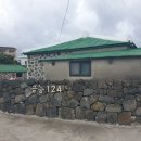 금능124