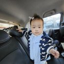 [애견/아기동반여행] 홍천 소노펫 - 실버스위트 :: 강아지도 아기도 함께하기 좋은!