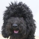 아델동물병원 이미지