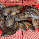 무기수산좌대낚시터 이미지