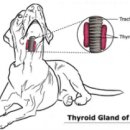 해봄동물병원 이미지