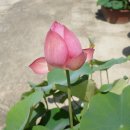 뚱뚱이카센타 이미지