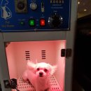 몽몽이털 이미지