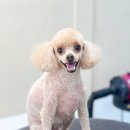 Grooming574 이미지