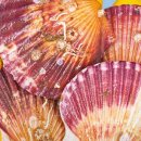 가리비세상 이미지