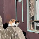 (주)신화스틸 | 소라면 사곡리 산94에는 사랑이 있다