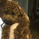 상큼하개 이미지