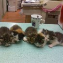 한얼동물병원 이미지