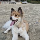 동물보육원 천안지부 | 경기도 고양 보더콜리 믹스견 따듯한 보금자리 동물보육원천안아산본부 입양 후기 &#39;빵식이&#39;❤️