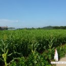 금굴농장 이미지