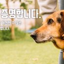 세이브독 이미지