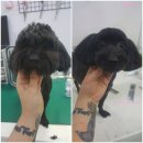 사랑해줄개 이미지