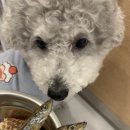 애견유치원&호텔 초댕학교 | 인천애견호텔 송도애견호텔 요미와 친구들 애견유치원&amp;애견호텔 이용 후기 (송도강아지유치원 추천)