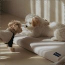 프랜드 펫 이미지