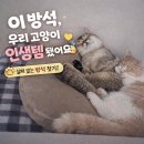 캣 팰리스 | 닥터 팰리스 포캣네스트 솔직 후기｜예민묘도 쓰는 냥이 인생 방석