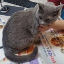 월평동물병원 이미지