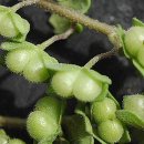 큰꽃지천 이미지