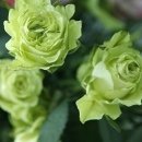 바다그린 이미지