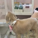 반듯하개 이미지