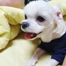 이불 속 댕댕이 네이버블로그