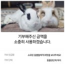 해피빈 기부) 소외 동물, 토끼, 말, 축산동물에게 기부하기 / 하이 활동가 기부 동물단체
