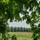 디제이팜 | 🇯🇵일본 홋카이도여행 :: 후라노 비에이 일일버스투어｜청의호수 흰수염폭포 준페이 사계채언덕 팜도미타
