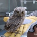 광주광역시 야생동물구조관리센터 | 도시의 생명을 살리다… 광주, 야생동물 구조 ‘700고지’ 돌파