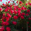 대미농장 이미지