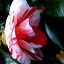 해당화마을 이미지