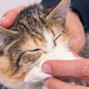 해밀동물병원 이미지