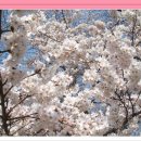 남면초등학교 41회~44회 벚꽃축제에 초대합니다. 이미지