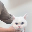 고양이이발관 송도점 이미지