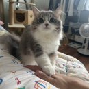 고려종합비료 | 루미의 펫노비스 영양종합검사 후기 (๑˃́ꇴ˂̀๑)