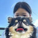 강북 수유 | 댕댕이를 위한 놀이터 루프탑이 있는 애견동반 카페 댕스데이🐾