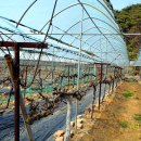 대부해솔길 2코스 이미지