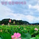 함안연꽃테마파크 이미지