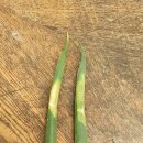 부산농약종묘사 이미지