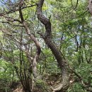 대전둘레산길(8구간) 이미지