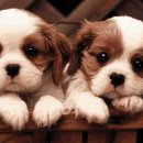 칸타빌레 바이올린 이미지