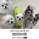 마이펫 강아지유치원 | 관악구강아지유치원/애견유치원 해피마이펫 우리개가 달라졌어요ㅋㅋㅋ
