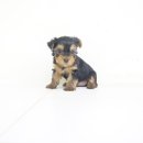 봄봄펫살롱 이미지