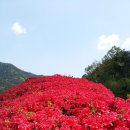 섬진강변 철쭉길 이미지