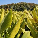 김한수농장 이미지