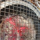 일품한우 안동갈비 이미지