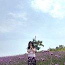 신안군관광협의회안좌퍼플교지점