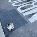 뱀부포레스트(BAMBOO Forest) 이미지