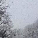 강아지 별장 이미지