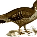 제일 태양광발전소 이미지