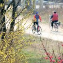 개나리봄약국 이미지