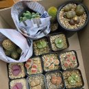 수민다육